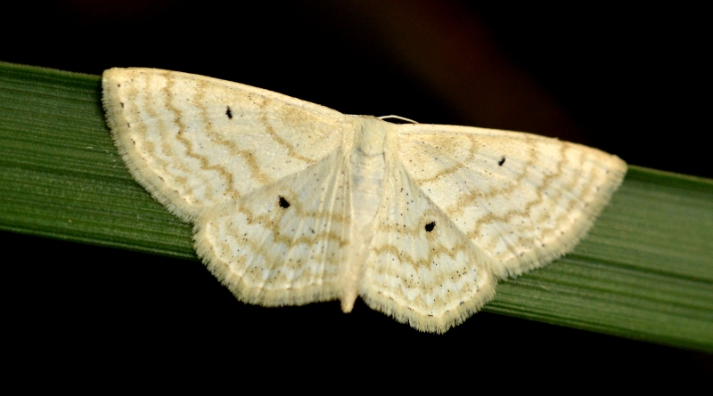 Geometridae da Id - Scopula (Calothysanis) immutata